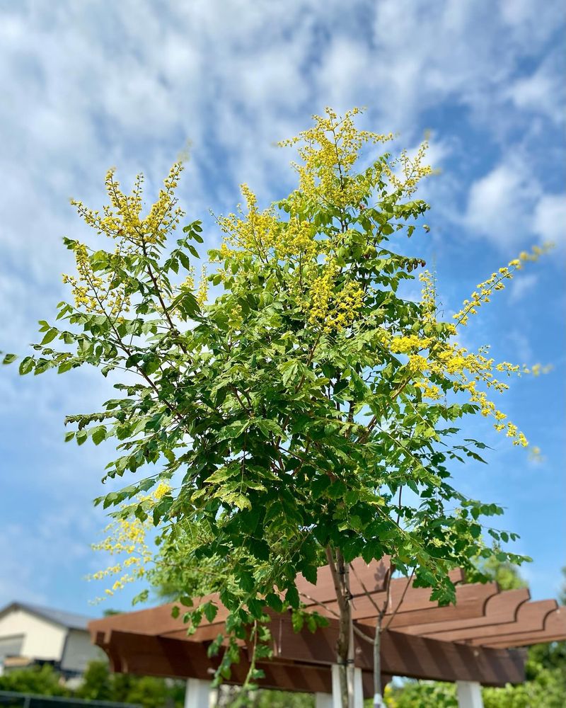 Golden Rain Tree