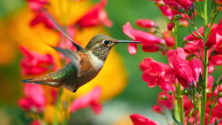Hummingbirds