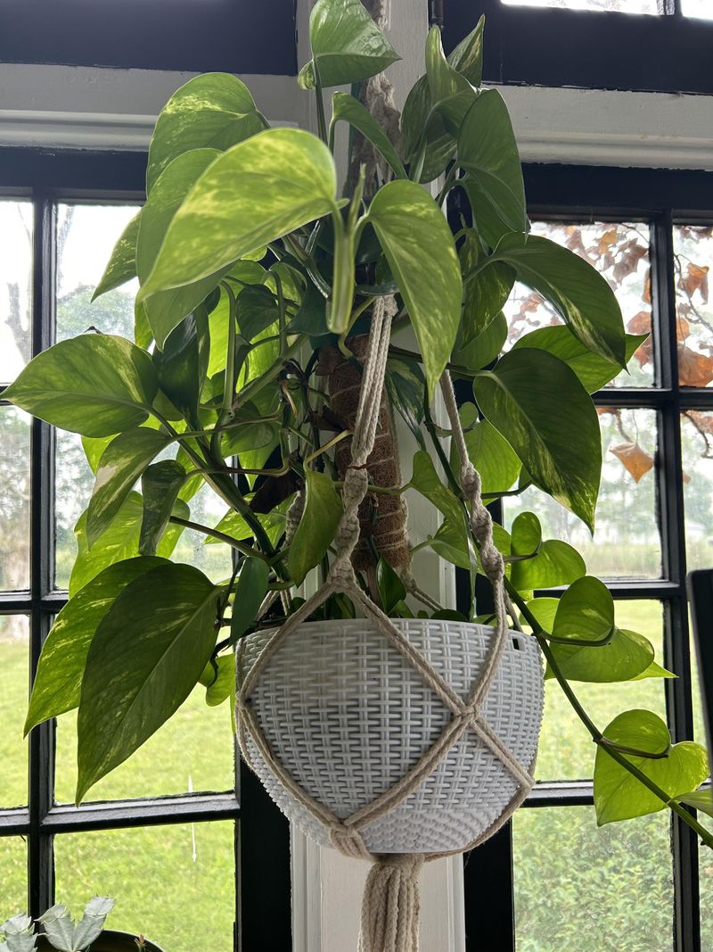 Strategic Pruning