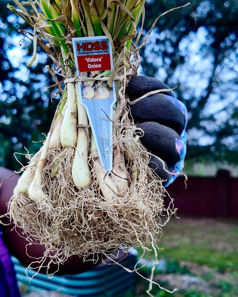 Onions: Long-Day vs. Short-Day