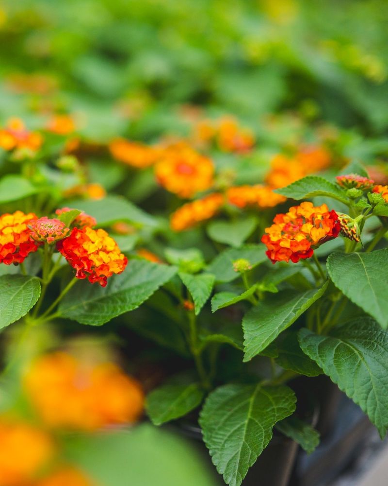 Lantana
