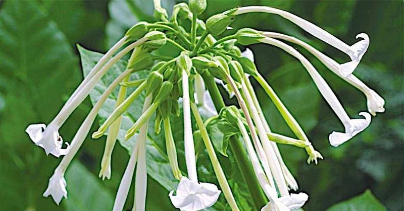 Flowering Tobacco