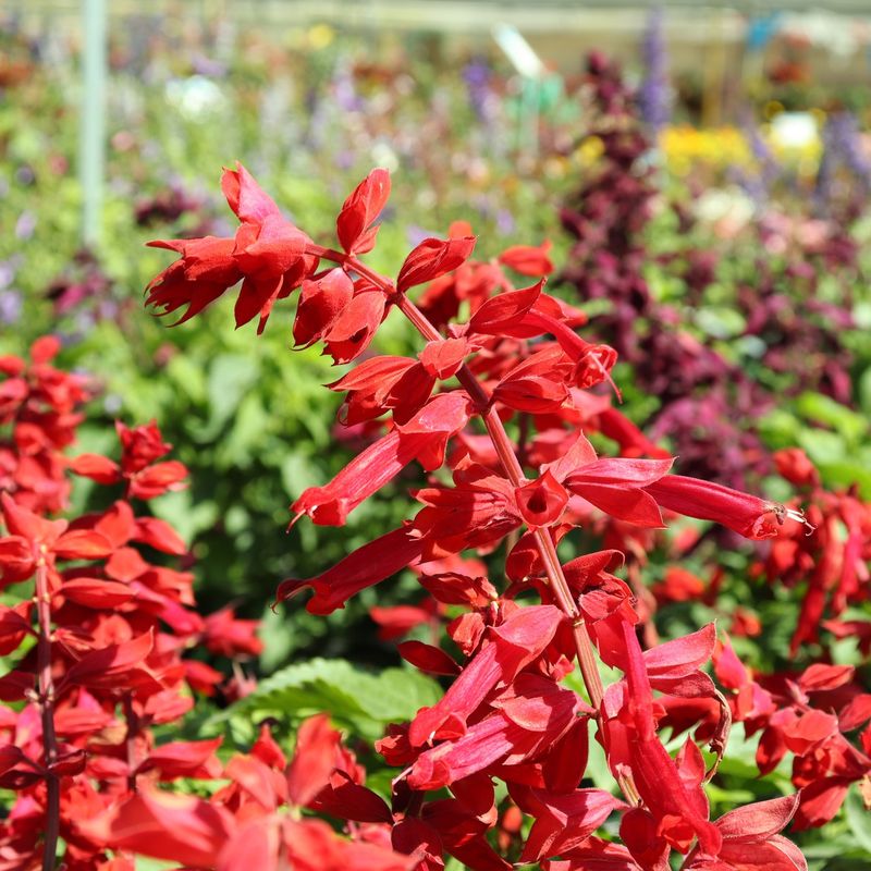 Salvia