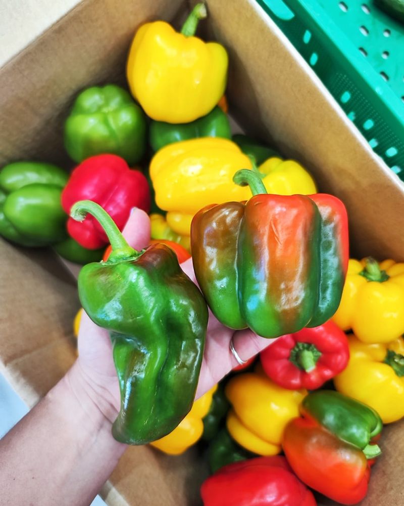Bell Peppers: Colorful Capsicums
