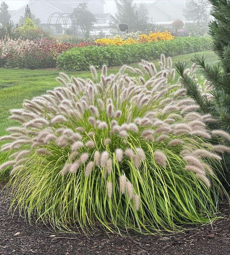 Ornamental Grasses