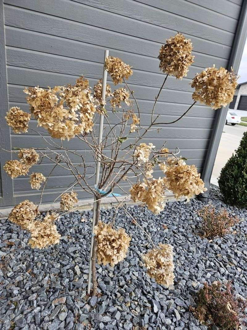 Pruning Kills Blooms