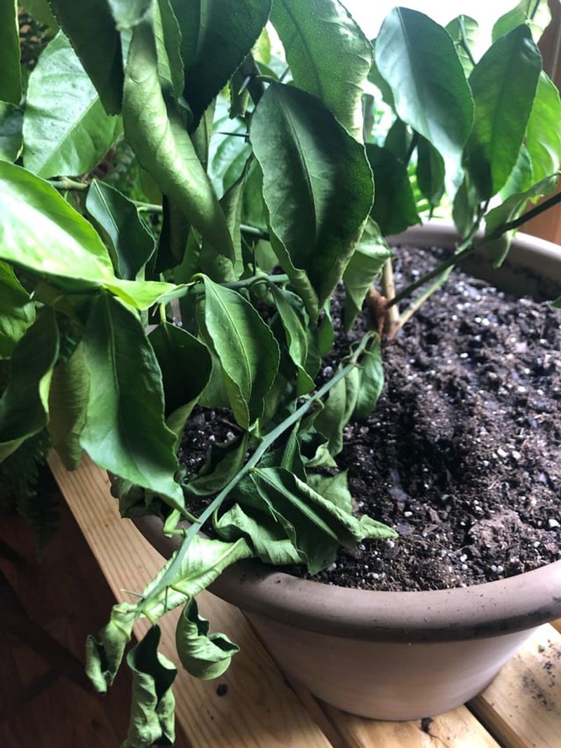 Transplant Shock