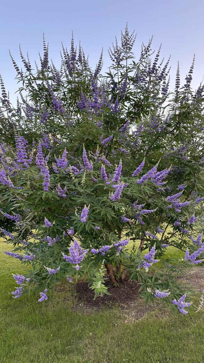 Vitex (Chaste Tree)