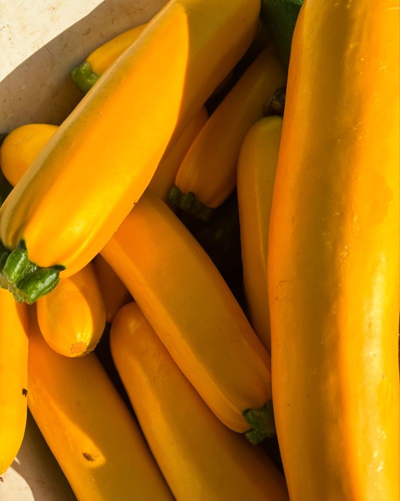 Golden Zucchini