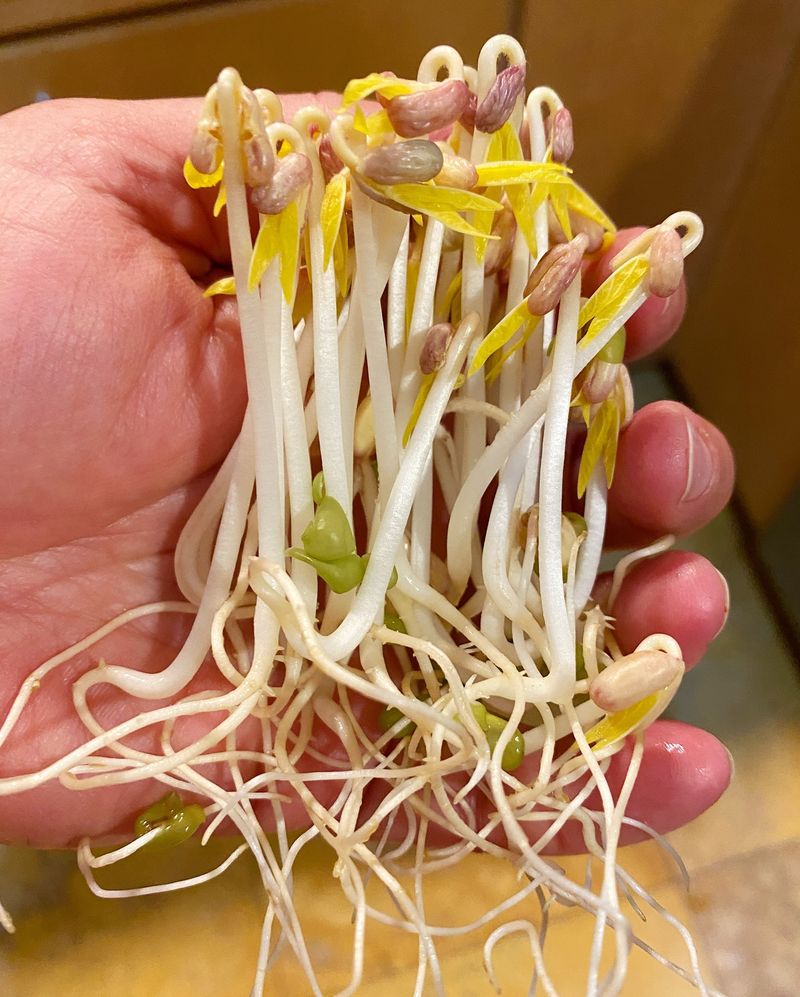Bean Sprouts