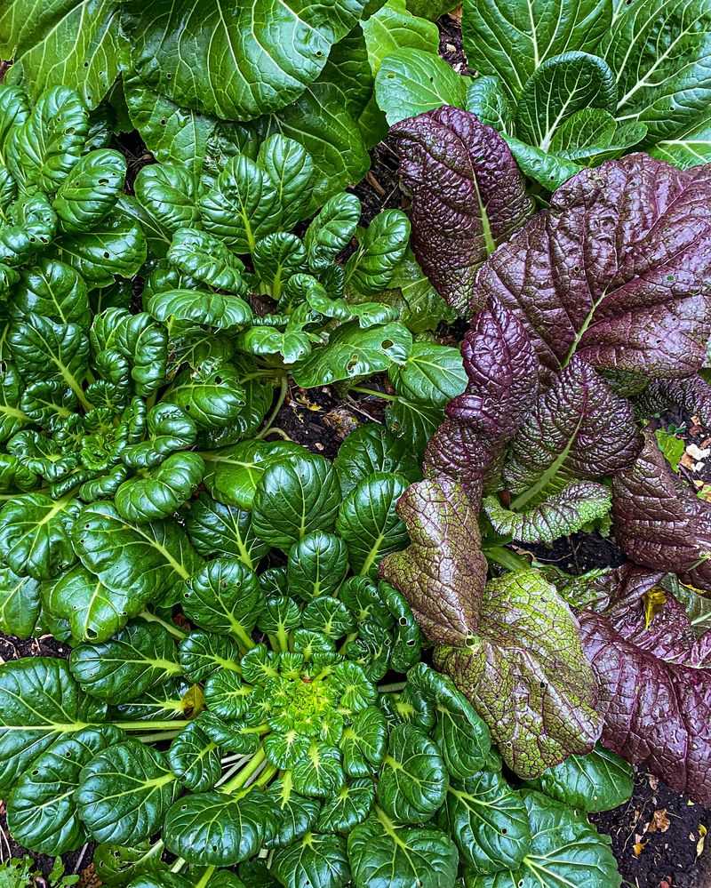Mustard Greens