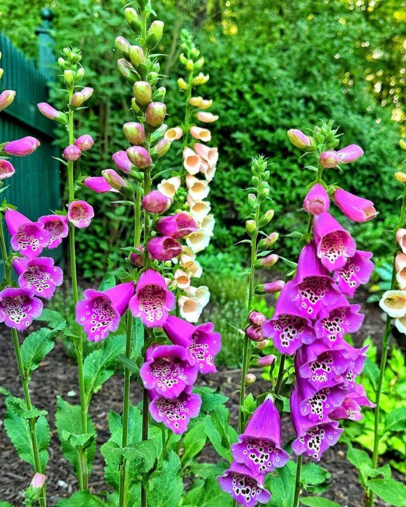Foxglove