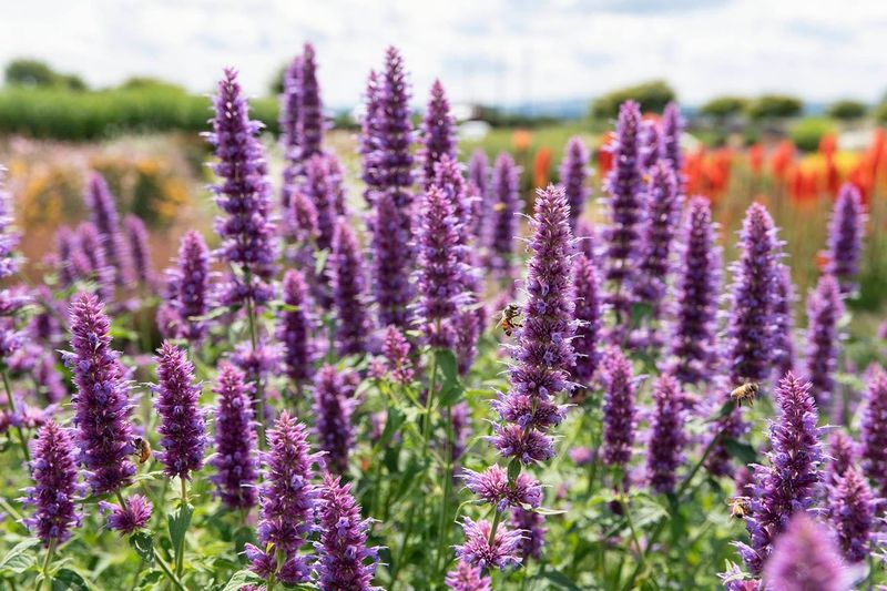Agastache