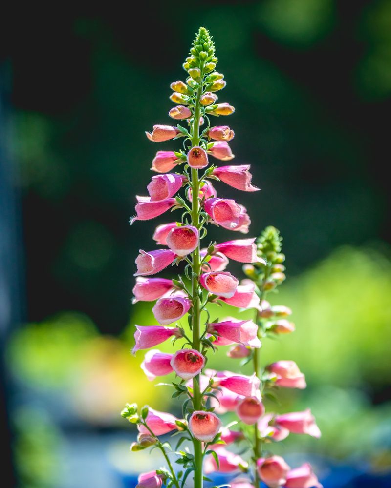 Foxglove