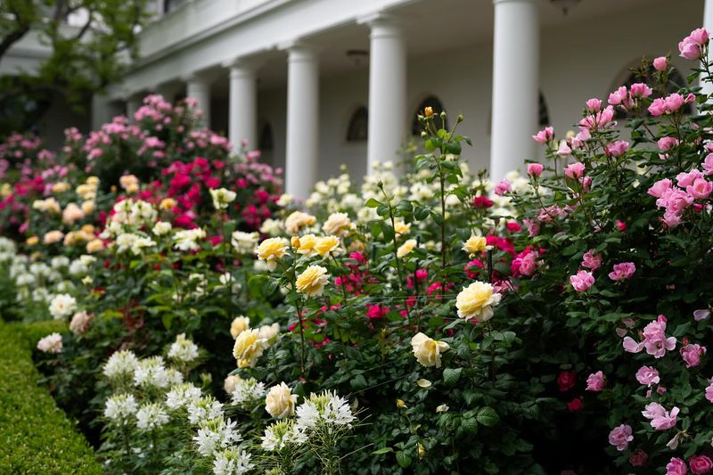 Roses