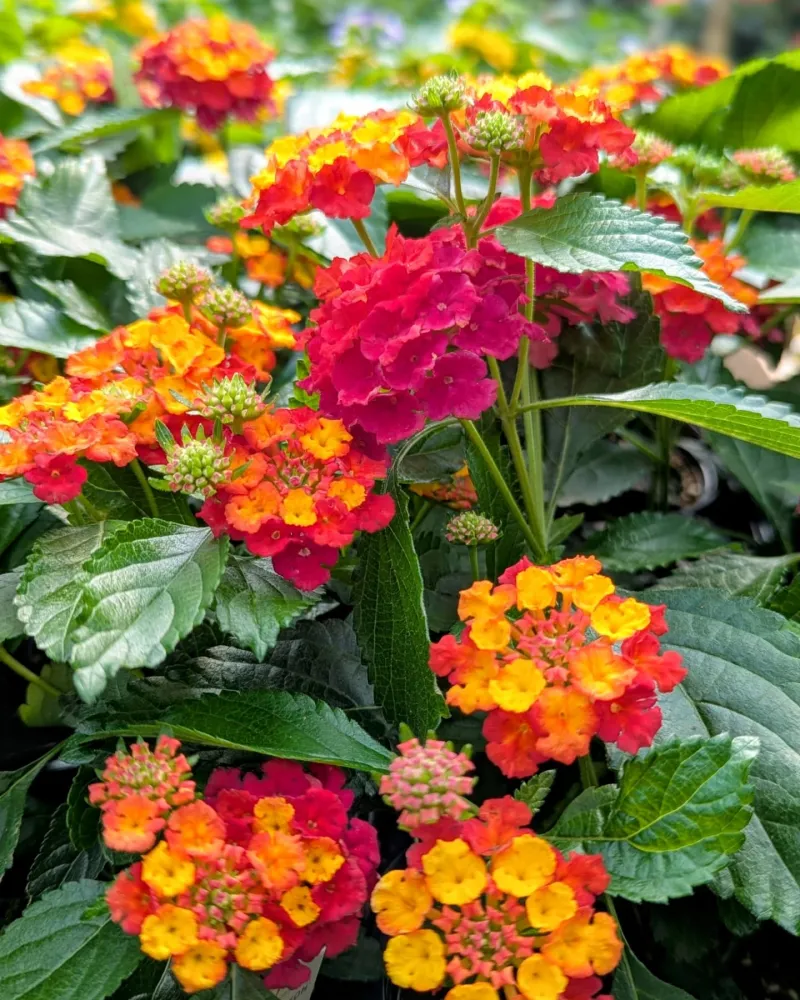 Lantana