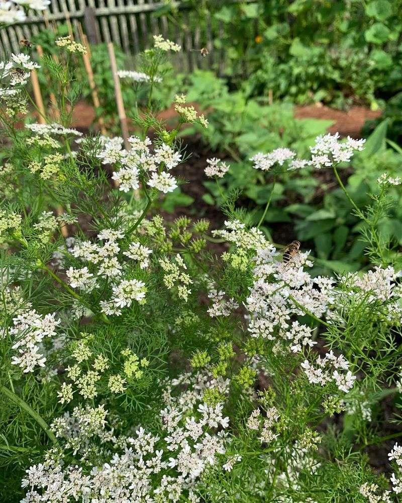 Cilantro