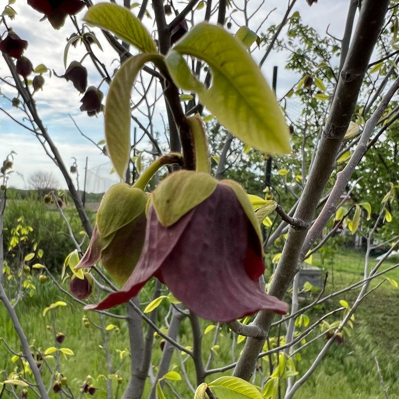 Pawpaw Tree