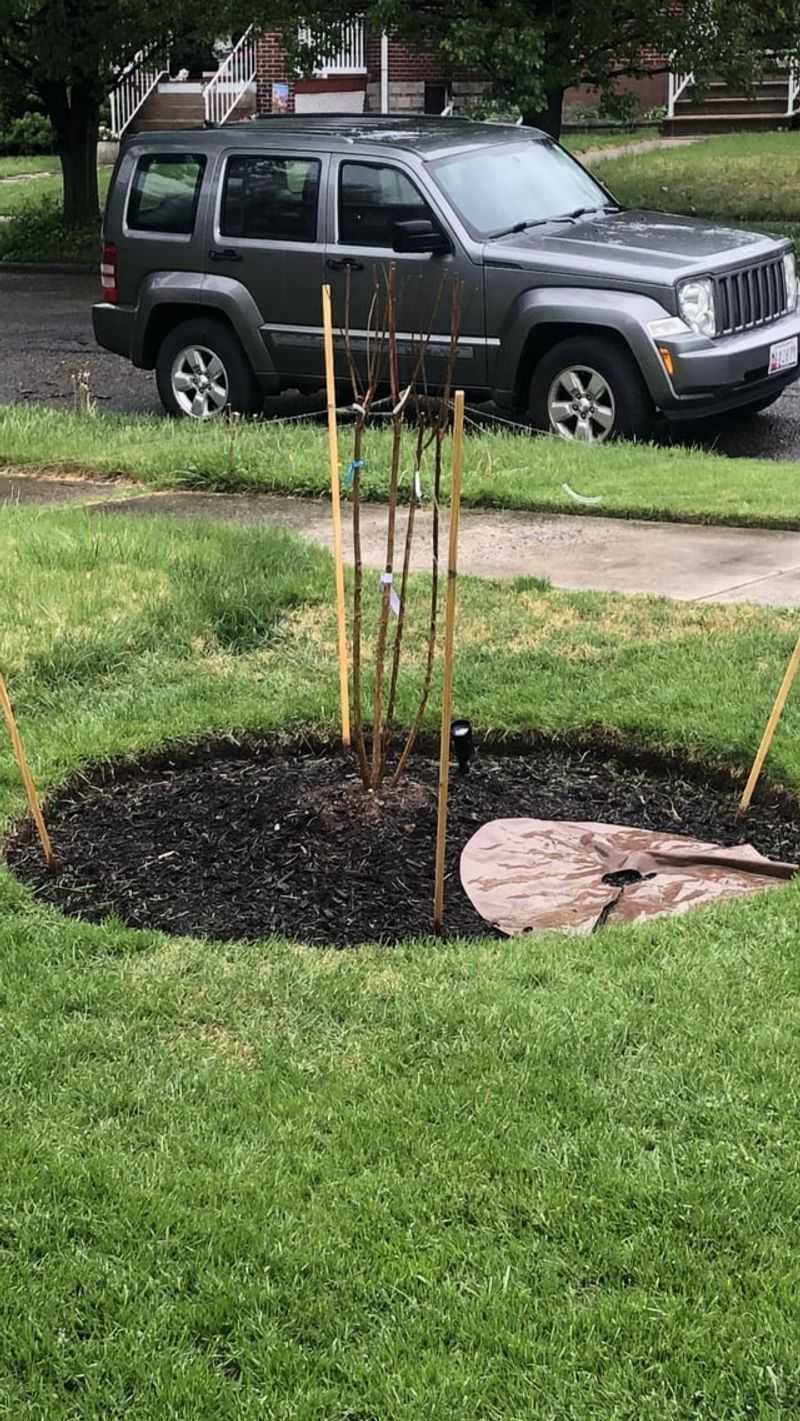 Shield Tree Trunks From Damage