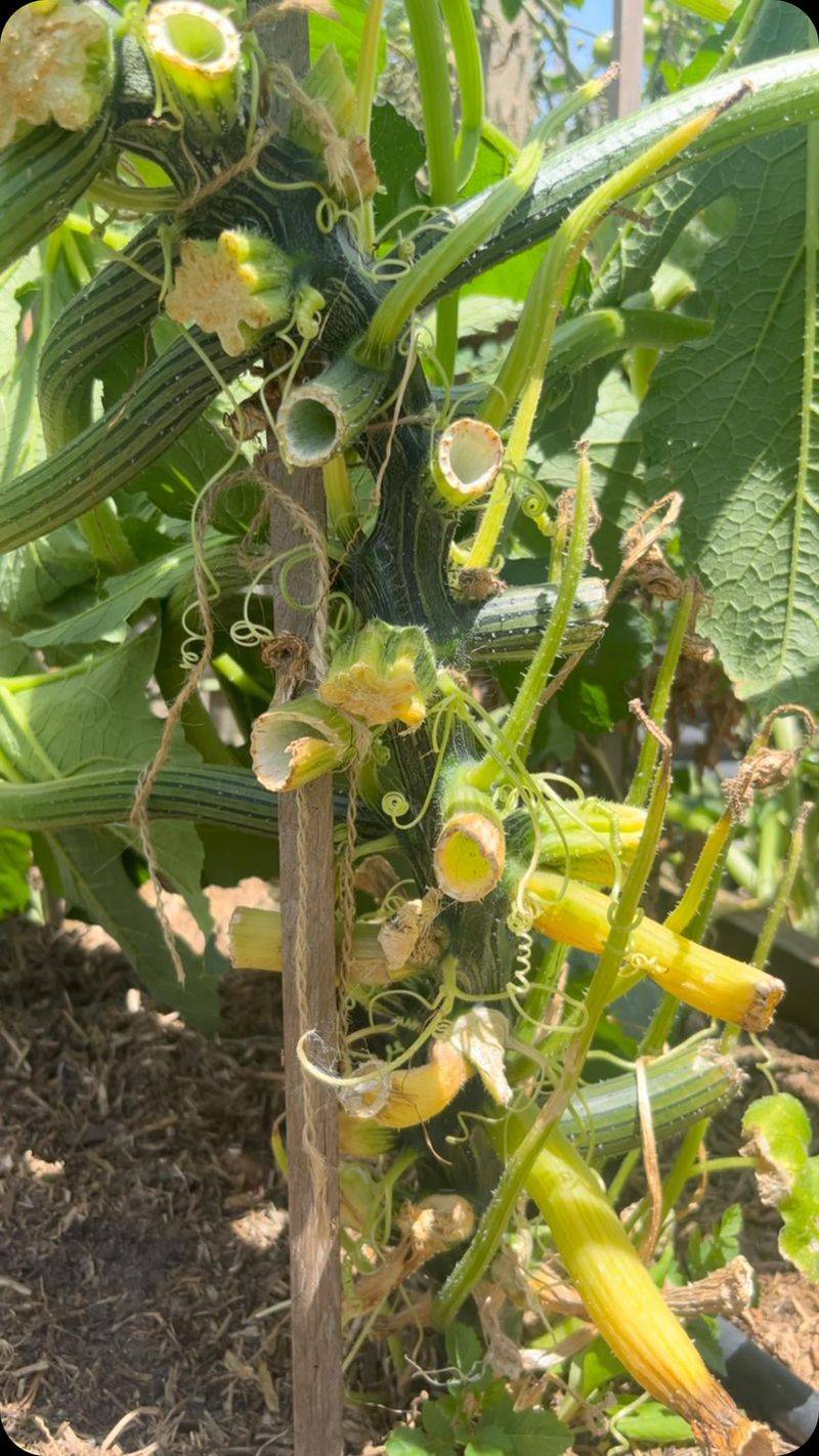 Zucchini: Prolific Producers