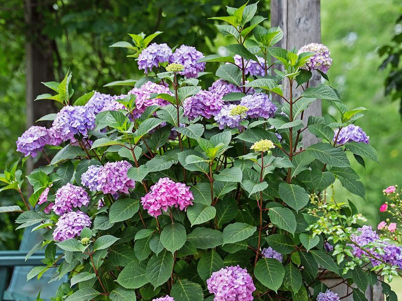 Hydrangeas Need Constant Moisture