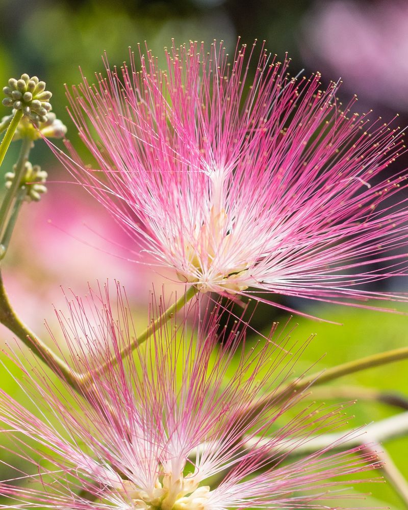 Mimosa (Silk Tree)