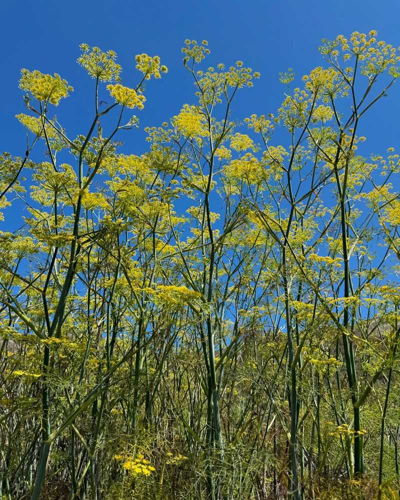 Fennel