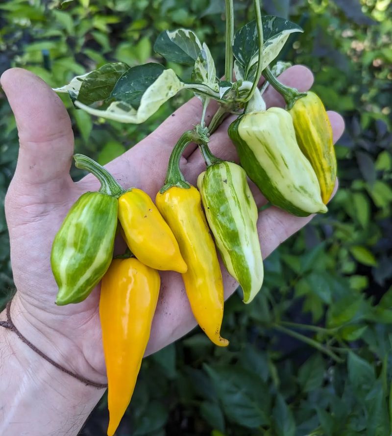 Fish Peppers