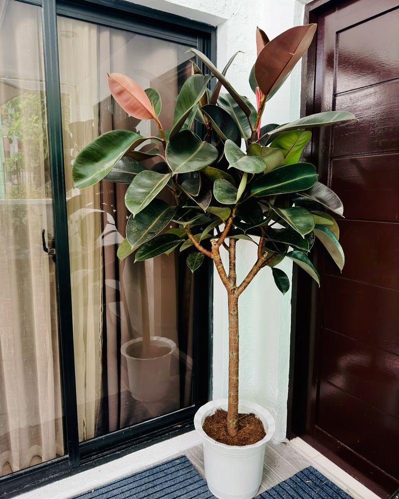 Rubber Plant's Furniture-Protecting Abilities