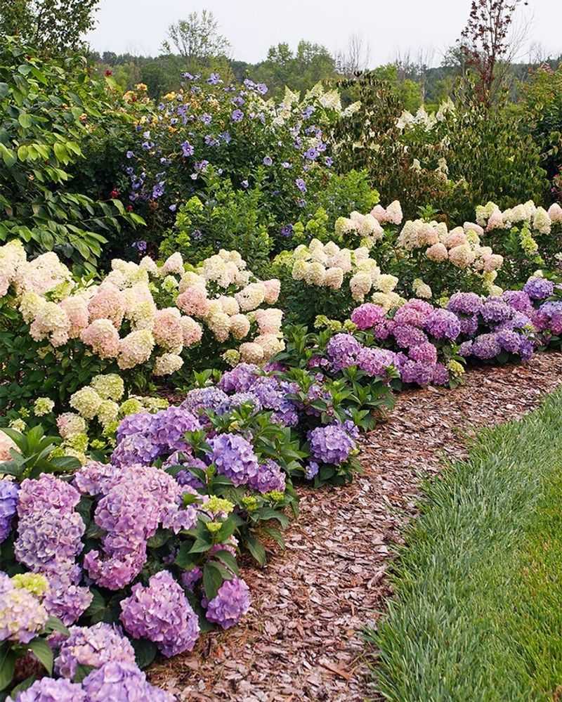 Hydrangeas Are Difficult to Grow