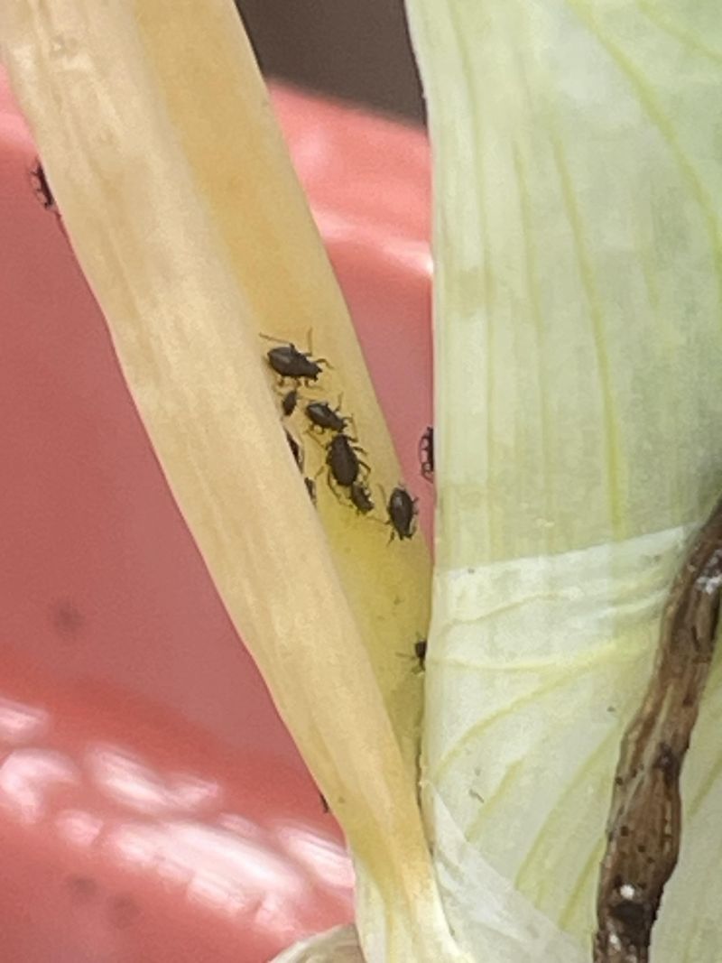 Monitor for Pests and Disease