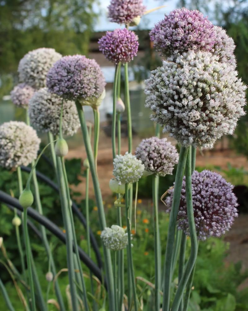 Leeks