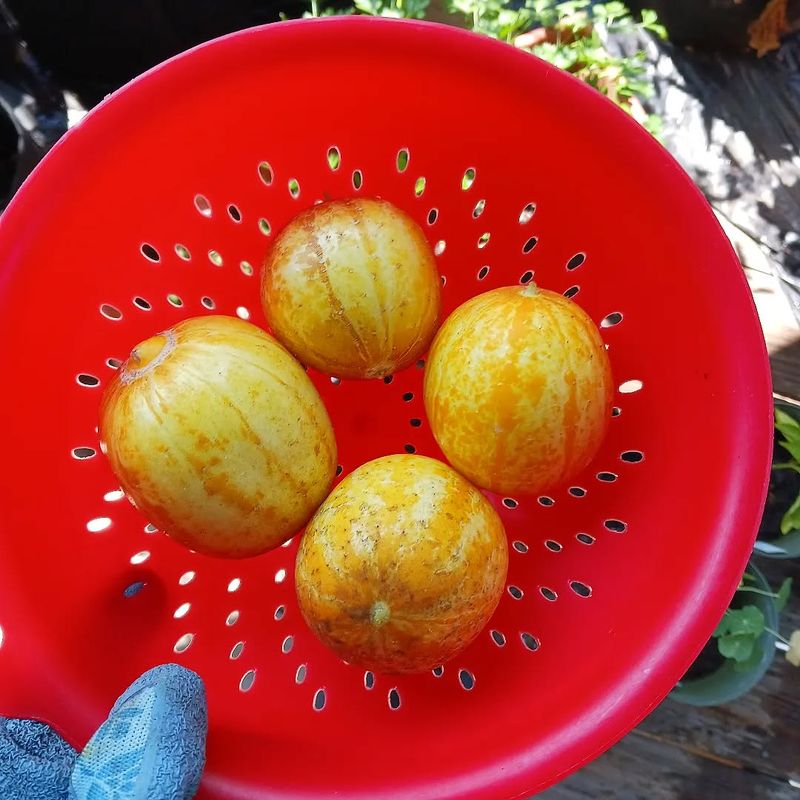 Lemon Cucumbers