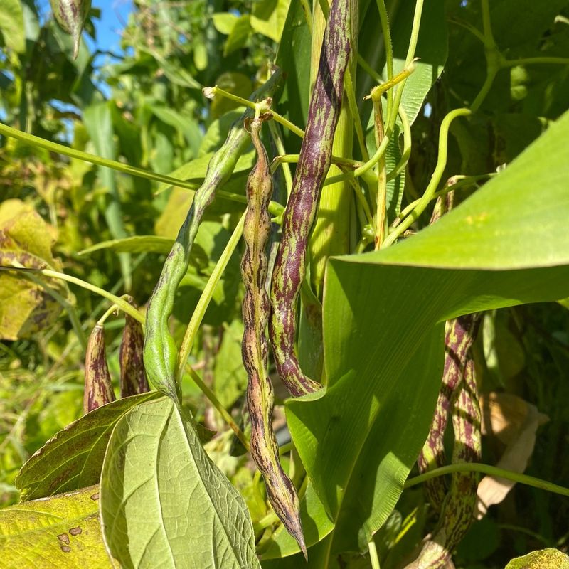 Rattlesnake Beans