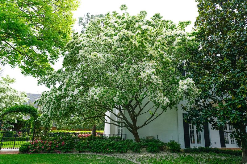 Chinese Fringe Tree
