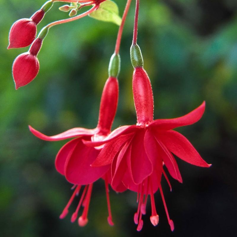 Fuchsia
