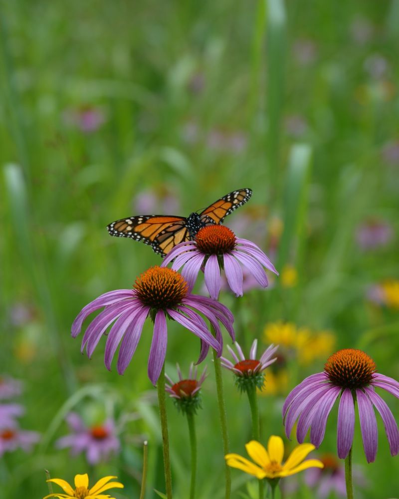 Coneflower
