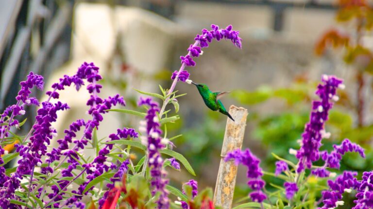 Hummingbirds