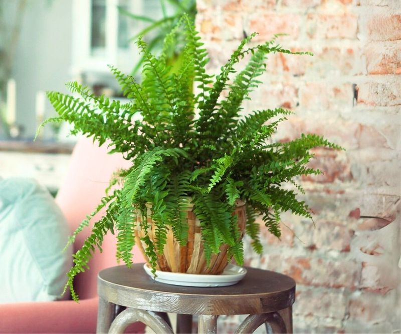 Boston Fern's Natural Humidifier Powers