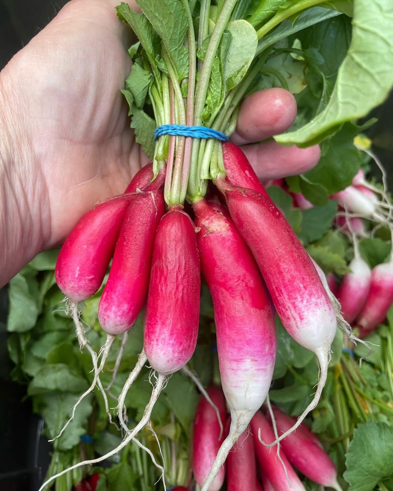 Radishes: Quick Spring Crop
