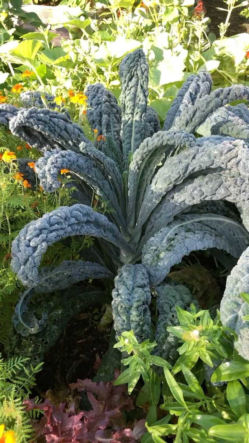 Kale