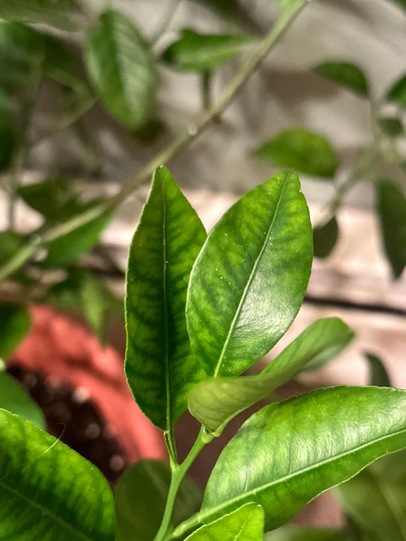 Soil pH Problems
