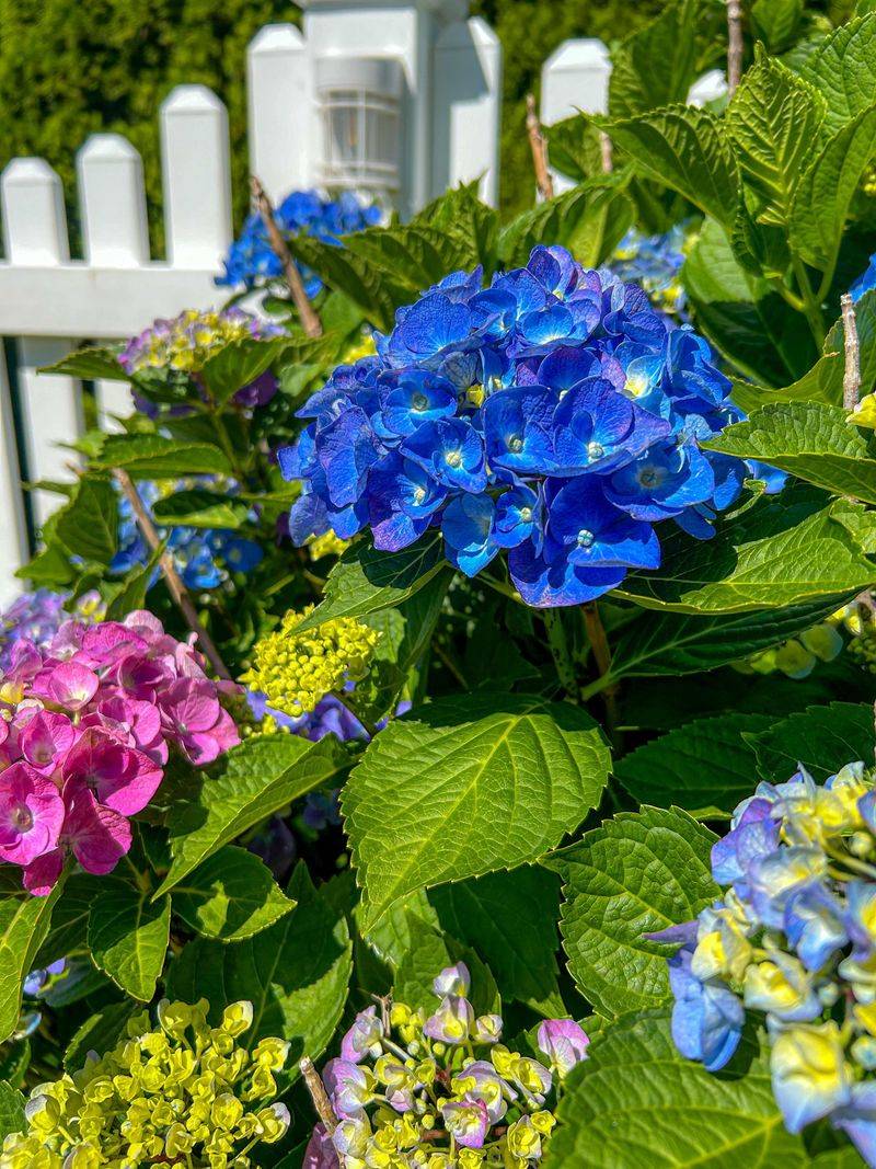 All Hydrangeas Bloom on Old Wood