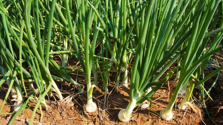 Onions