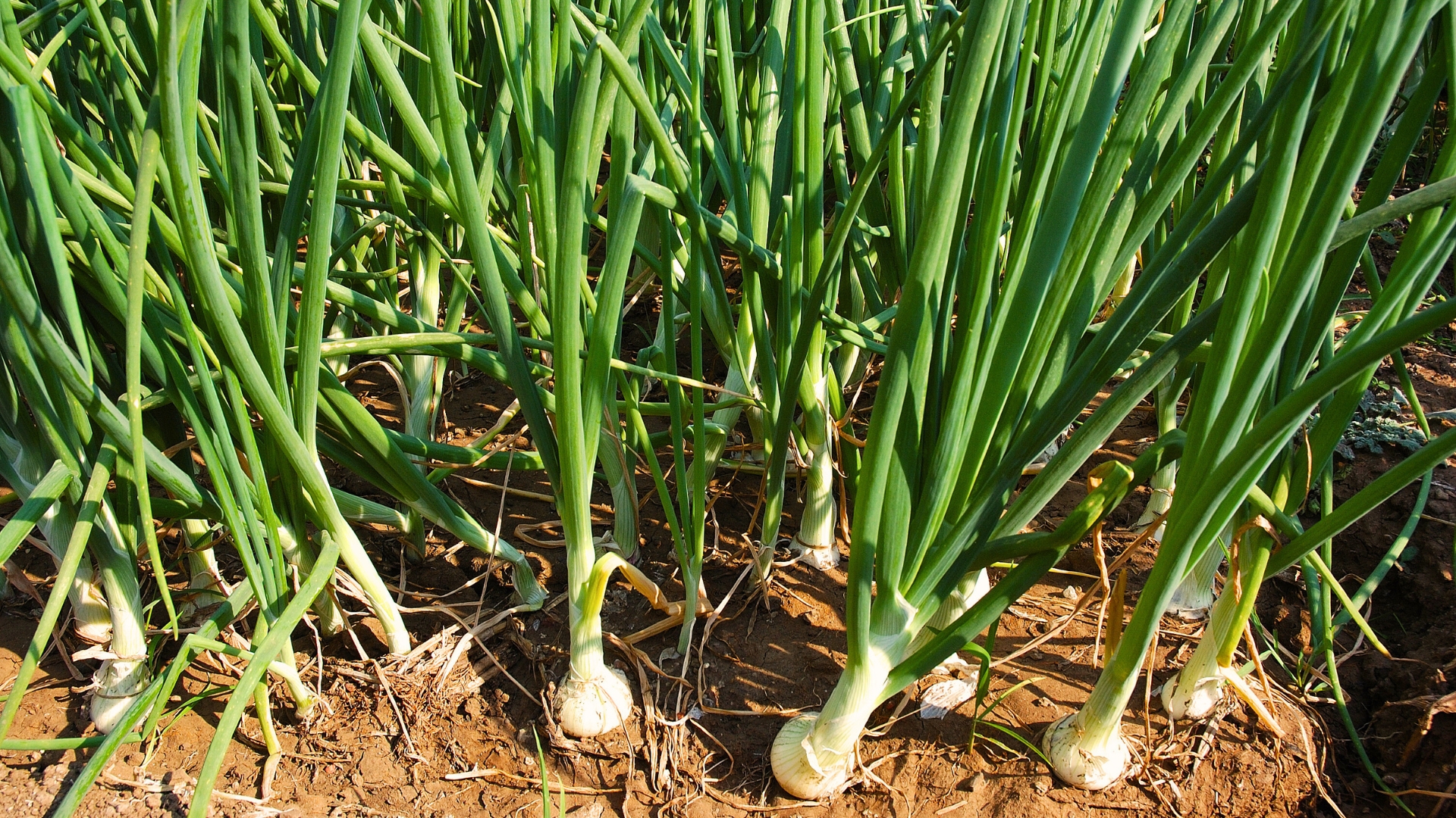 Onions