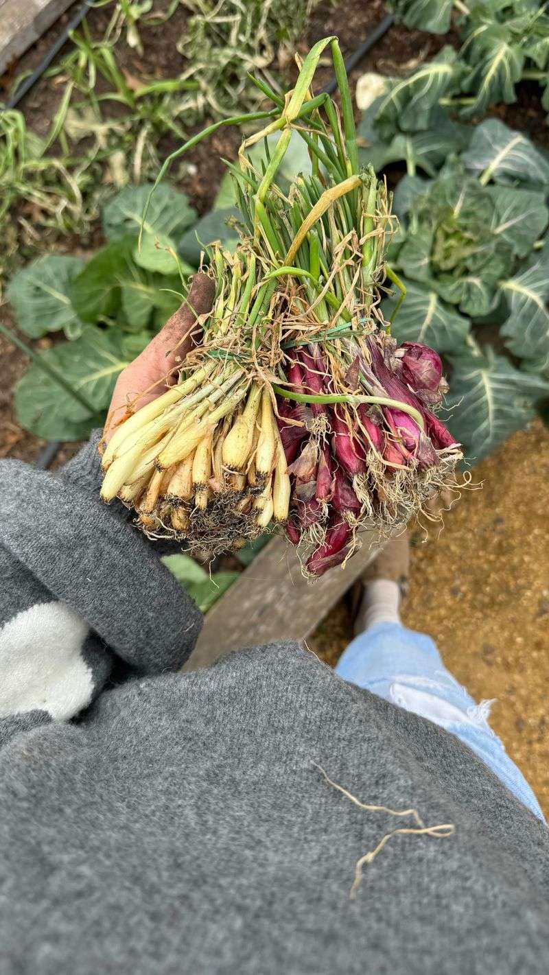 Select the Right Varieties