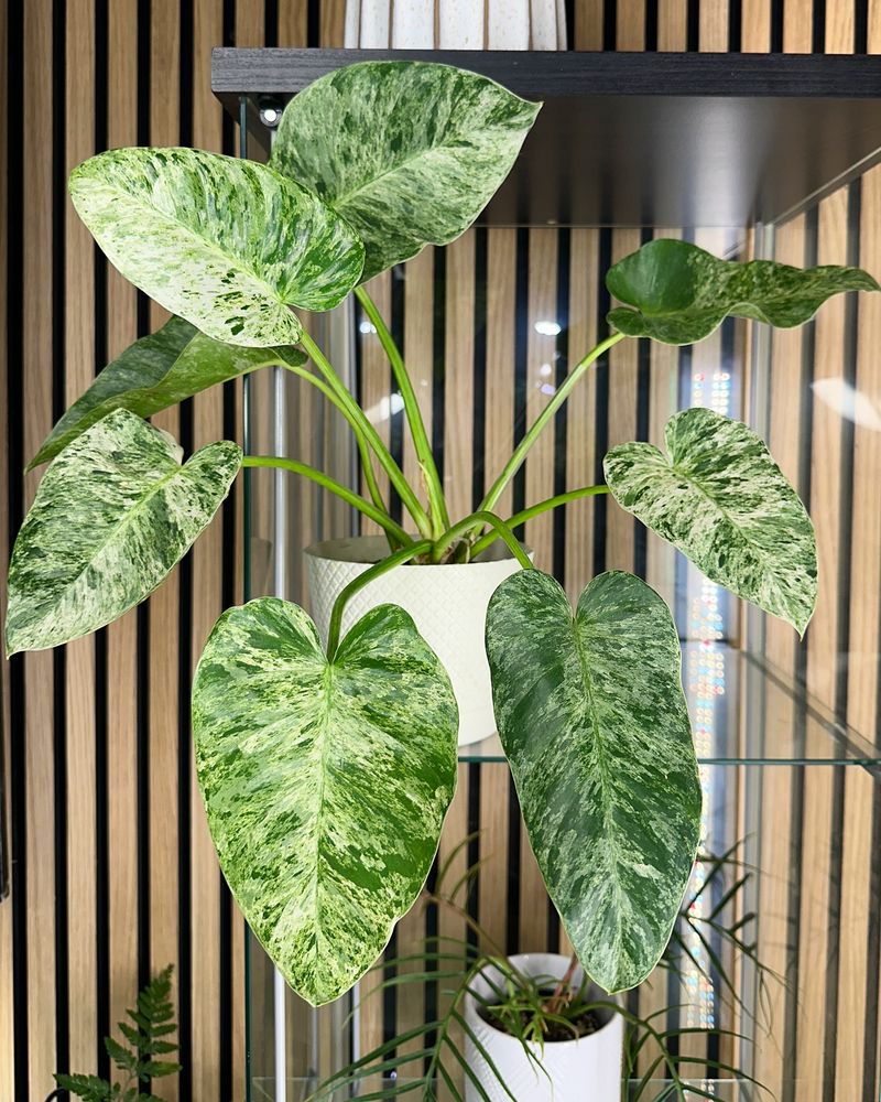 Philodendron's Emotional Intelligence Booster