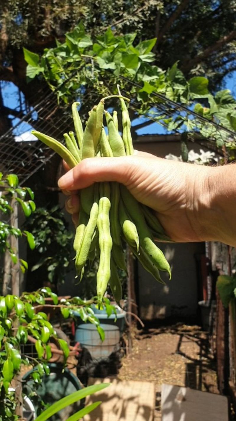 Green Beans: Vertical Space Savers