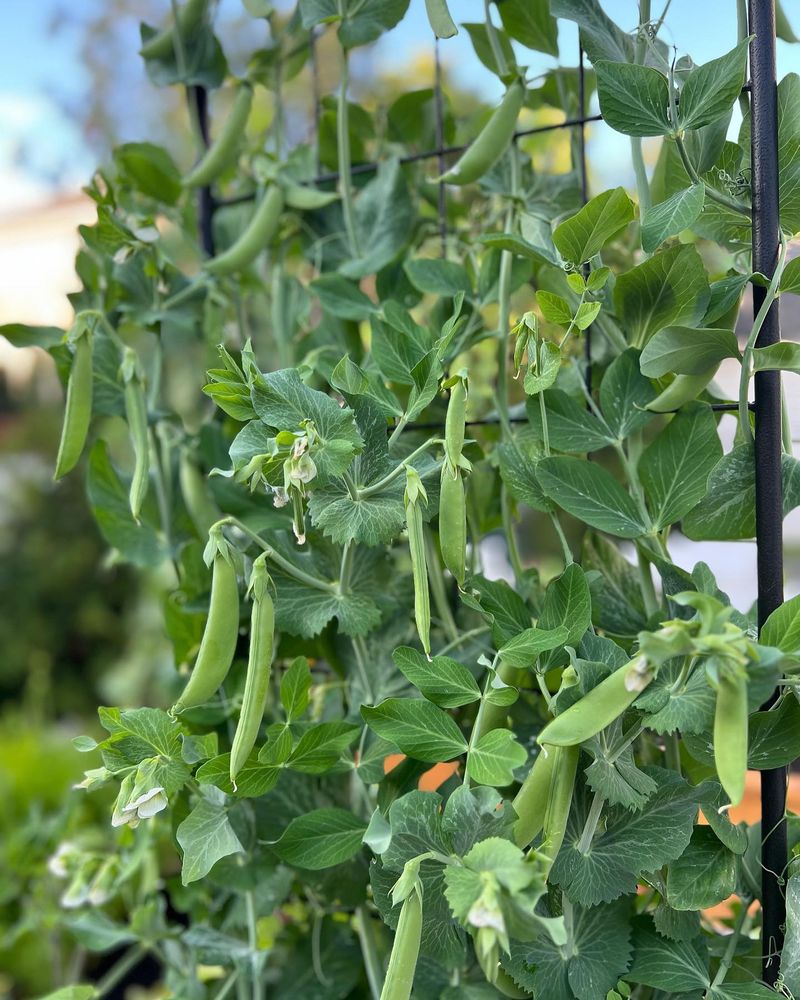 Peas