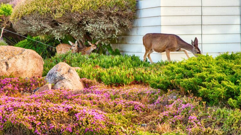 Deer